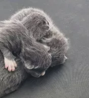 Gyanús zajokat hall a nő: amikor a kocsi tetejére néz, nem hisz a szemének