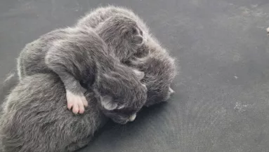 Gyanús zajokat hall a nő: amikor a kocsi tetejére néz, nem hisz a szemének