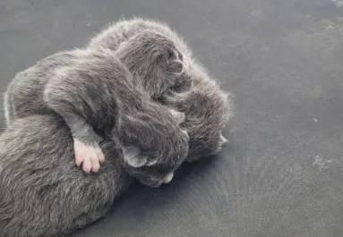 Gyanús zajokat hall a nő: amikor a kocsi tetejére néz, nem hisz a szemének