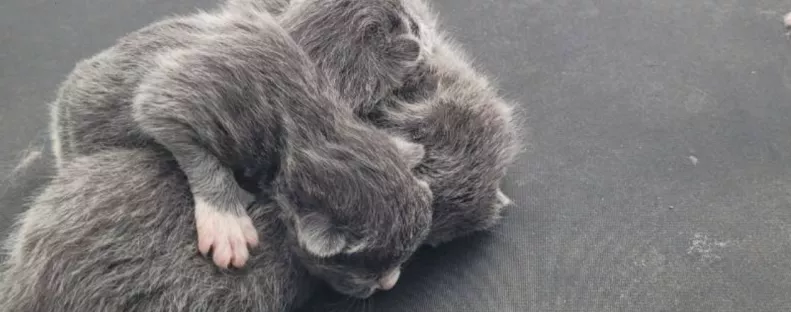 Gyanús zajokat hall a nő: amikor a kocsi tetejére néz, nem hisz a szemének