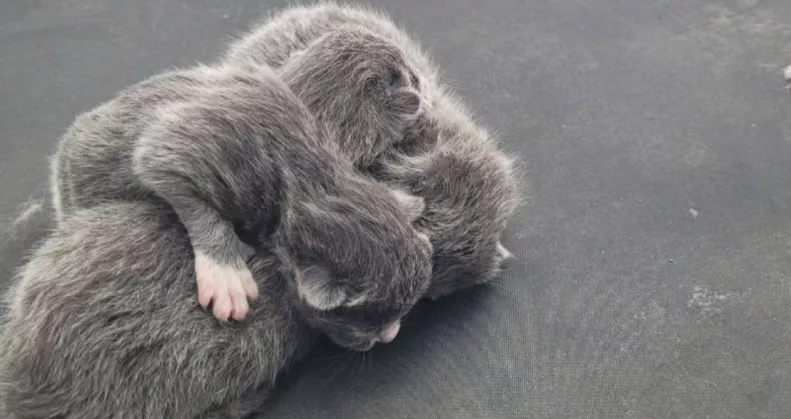 Gyanús zajokat hall a nő: amikor a kocsi tetejére néz, nem hisz a szemének