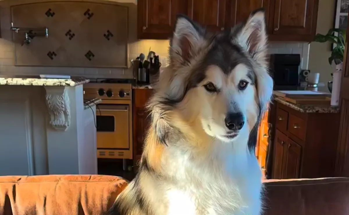 Hazavisz egy másik kutyát a nő: ami ezután történik, azt sosem gondolta volna