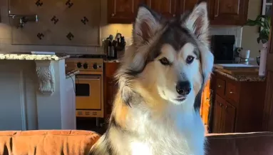 Hazavisz egy másik kutyát a nő: ami ezután történik, azt sosem gondolta volna