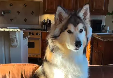 Hazavisz egy másik kutyát a nő: ami ezután történik, azt sosem gondolta volna