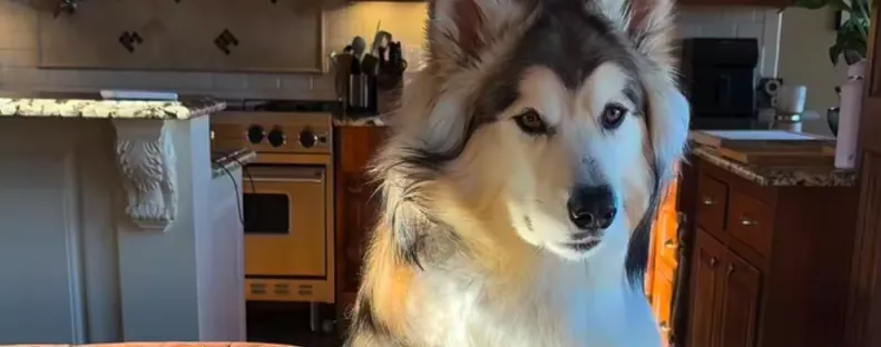 Hazavisz egy másik kutyát a nő: ami ezután történik, azt sosem gondolta volna