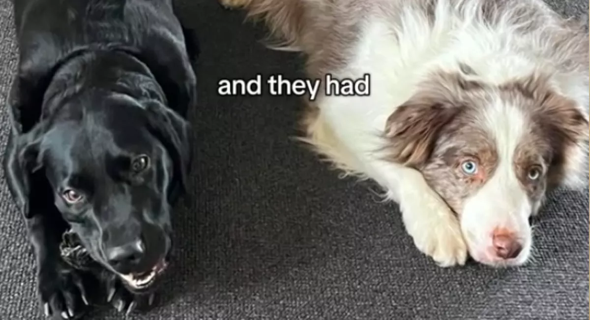 Border collie és labrador a szülők: ez a csodakutya született a szerelmükből