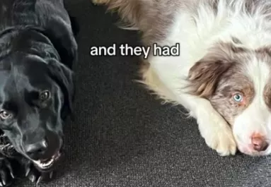 Border collie és labrador a szülők: ez a csodakutya született a szerelmükből