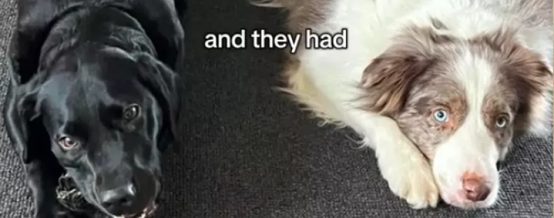 Border collie és labrador a szülők: ez a csodakutya született a szerelmükből