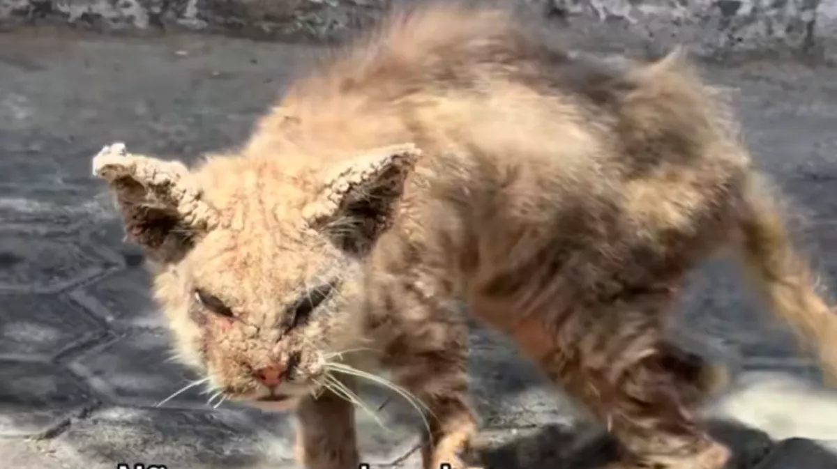 Megdermedt Renata, amikor meglátta ezt a macskát összekuporodva az utcán