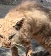 Megdermedt Renata, amikor meglátta ezt a macskát összekuporodva az utcán