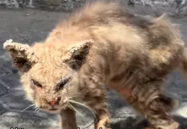 Megdermedt Renata, amikor meglátta ezt a macskát összekuporodva az utcán