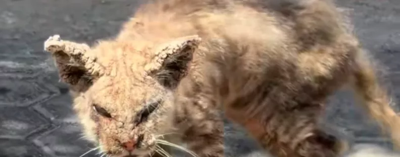 Megdermedt Renata, amikor meglátta ezt a macskát összekuporodva az utcán