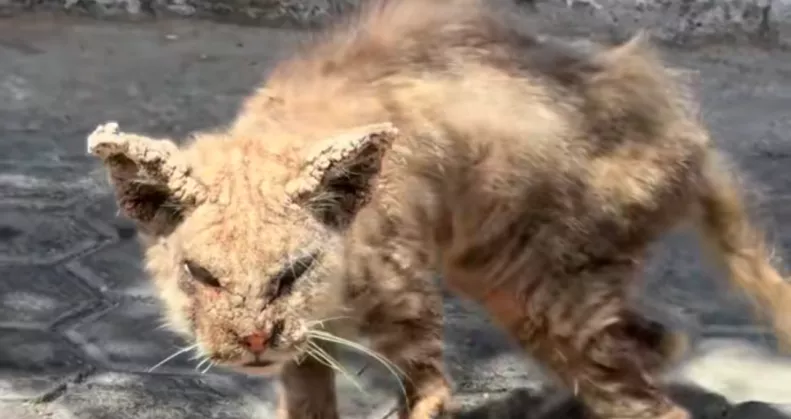 Megdermedt Renata, amikor meglátta ezt a macskát összekuporodva az utcán