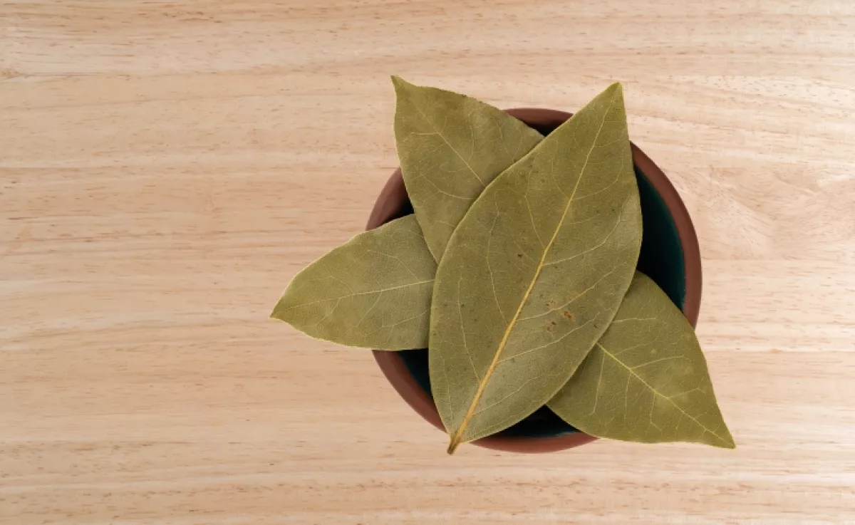 Hihetetlen, mire jó: ezért tegyél egy babérlevelet a pénztárcádba