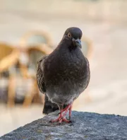 Figyelmeztet a kertész: ezt a dolgot soha ne hagyd a teraszon, mert odavonzza a galambokat