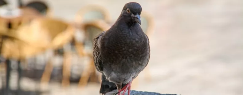 Figyelmeztet a kertész: ezt a dolgot soha ne hagyd a teraszon, mert odavonzza a galambokat