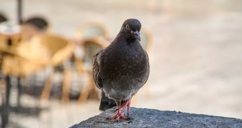 Figyelmeztet a kertész: ezt a dolgot soha ne hagyd a teraszon, mert odavonzza a galambokat
