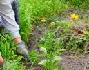 Ne tépd ki azonnal ezt a gyomot, ha meglátod a kertben: elképesztő, mire használhatod Ne tépd ki azonnal ezt a gyomot, ha meglátod a kertben: elképesztő, mire használhatod