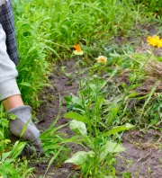 Ne tépd ki azonnal ezt a gyomot, ha meglátod a kertben: elképesztő, mire használhatod