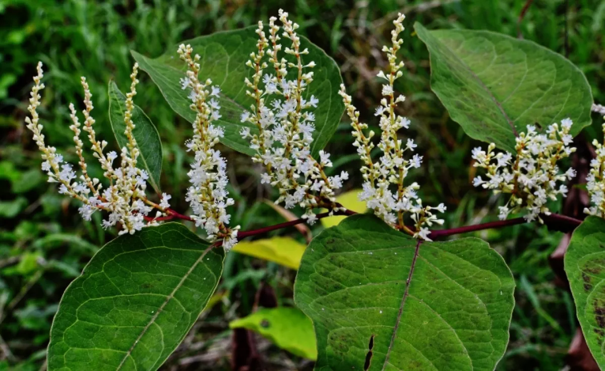Ezt a növényt soha ne ültesd a kerítés mellé: komoly bírságot is kaphatsz érte