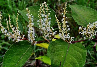 Ezt a növényt soha ne ültesd a kerítés mellé: komoly bírságot is kaphatsz érte