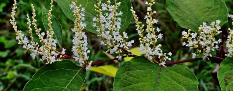 Ezt a növényt soha ne ültesd a kerítés mellé: komoly bírságot is kaphatsz érte