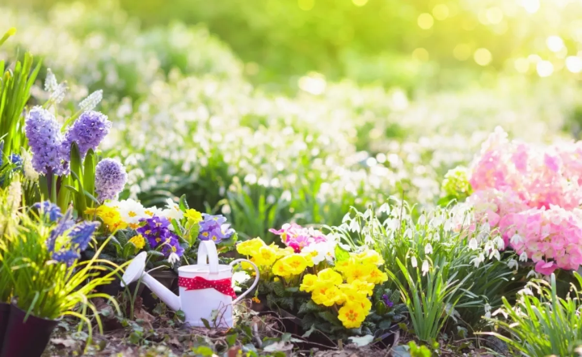 Ezt a növényt ültesd a ház közelébe: természetes pajzsként védi a kertet a kártevőktől