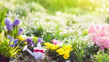 Ezt a növényt ültesd a ház közelébe: természetes pajzsként védi a kertet a kártevőktől