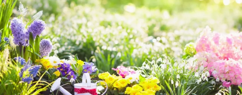 Ezt a növényt ültesd a ház közelébe: természetes pajzsként védi a kertet a kártevőktől