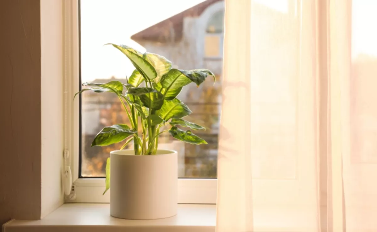 Ne a párkányra tedd: ettől a helytől úgy virágzik majd a szobanövényed, mint még soha