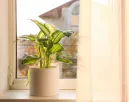 Ne a párkányra tedd: ettől a helytől úgy virágzik majd a szobanövényed, mint még soha