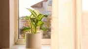 Ne a párkányra tedd: ettől a helytől úgy virágzik majd a szobanövényed, mint még soha