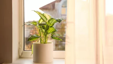 Ne a párkányra tedd: ettől a helytől úgy virágzik majd a szobanövényed, mint még soha