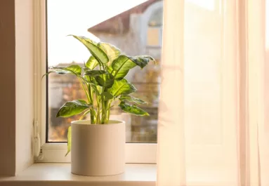 Ne a párkányra tedd: ettől a helytől úgy virágzik majd a szobanövényed, mint még soha