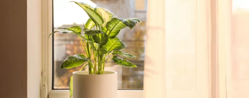 Ne a párkányra tedd: ettől a helytől úgy virágzik majd a szobanövényed, mint még soha