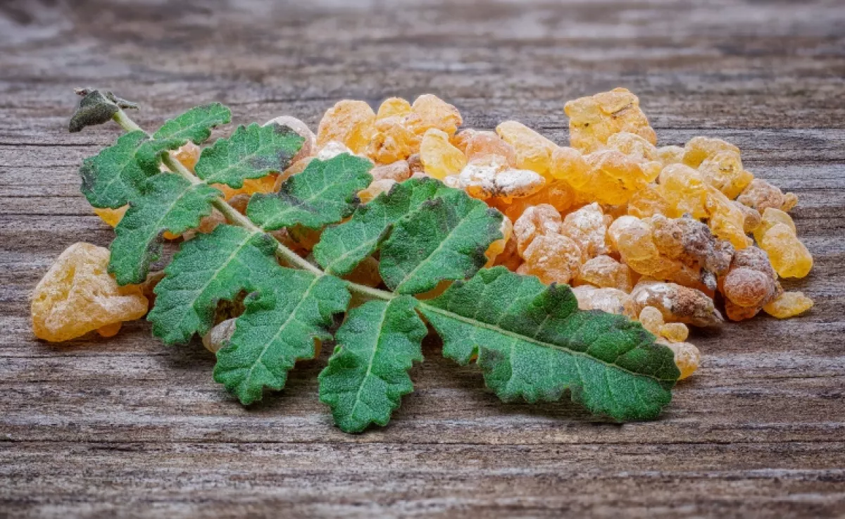 Nem a kurkuma az: ez a ritka növény a világ legerősebb gyulladáscsökkentője