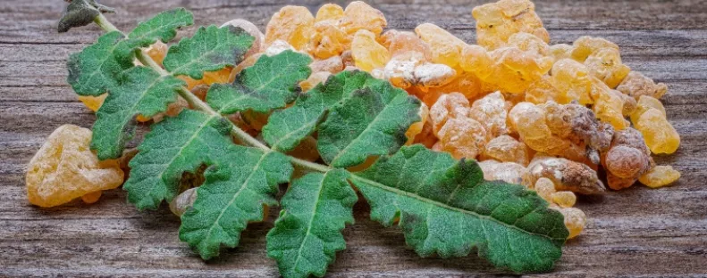 Nem a kurkuma az: ez a ritka növény a világ legerősebb gyulladáscsökkentője