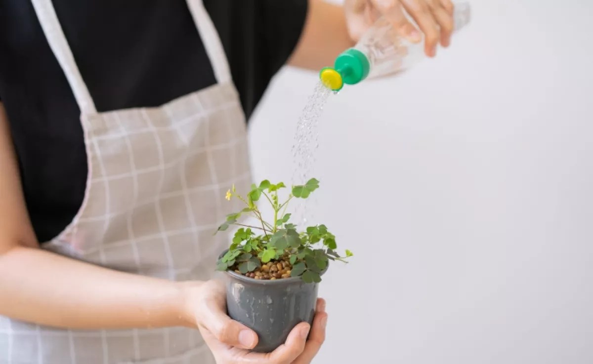 Ha ezt a folyadékot a növényekhez öntöd, erősebbek és ellenállóbbak lesznek a virágaid