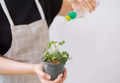 Ha ezt a folyadékot a növényekhez öntöd, erősebbek és ellenállóbbak lesznek a virágaid