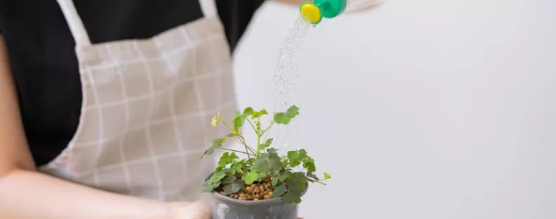 Ha ezt a folyadékot a növényekhez öntöd, erősebbek és ellenállóbbak lesznek a virágaid