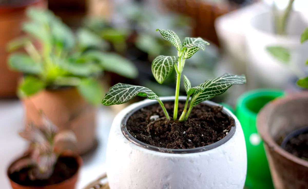 Kertész figyelmeztet: ez az ártatlannak hitt trükk tönkreteheti a cserepes növényeidet