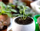 Kertész figyelmeztet: ez az ártatlannak hitt trükk tönkreteheti a cserepes növényeidet