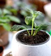 Kertész figyelmeztet: ez az ártatlannak hitt trükk tönkreteheti a cserepes növényeidet