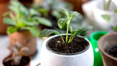 Kertész figyelmeztet: ez az ártatlannak hitt trükk tönkreteheti a cserepes növényeidet