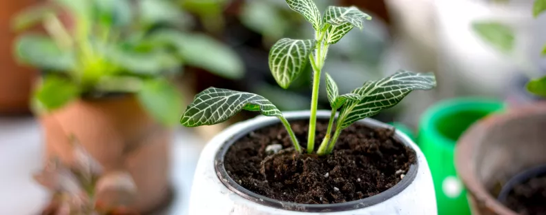 Kertész figyelmeztet: ez az ártatlannak hitt trükk tönkreteheti a cserepes növényeidet