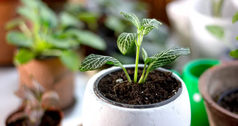 Kertész figyelmeztet: ez az ártatlannak hitt trükk tönkreteheti a cserepes növényeidet