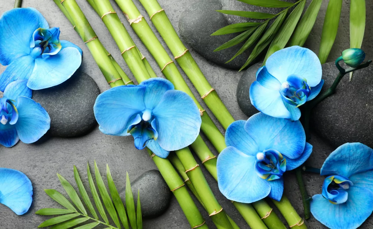 A kék szín titkos ereje a lakásban – a feng shui szerint sokkal többet befolyásol, mint gondolnád