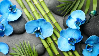 A kék szín titkos ereje a lakásban – a feng shui szerint sokkal többet befolyásol, mint gondolnád