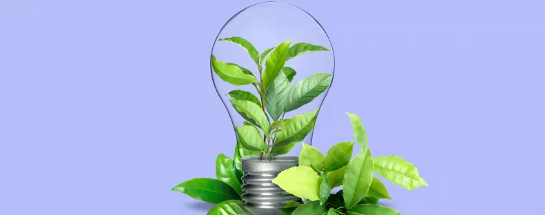 Ez a növény elűz minden rontást a lakásból: véd az ártó energiáktól