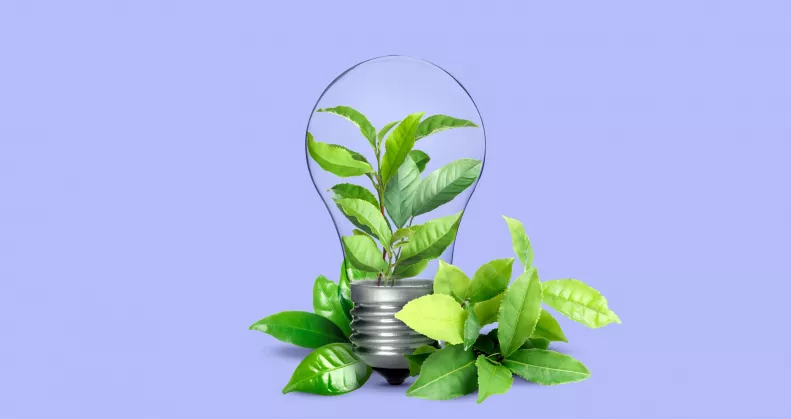 Ez a növény elűz minden rontást a lakásból: véd az ártó energiáktól